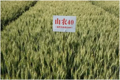 山農(nóng)40品種