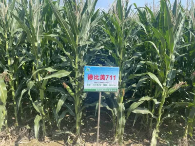 德比美711