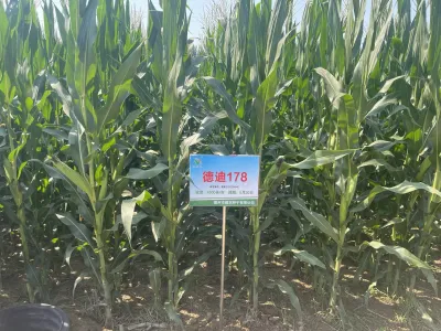 德迪178