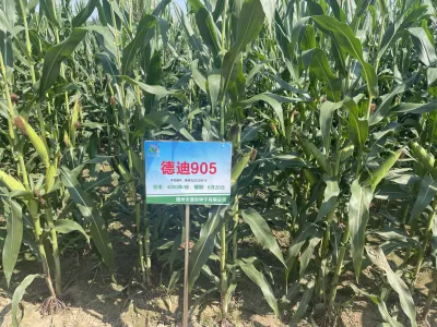 德迪905