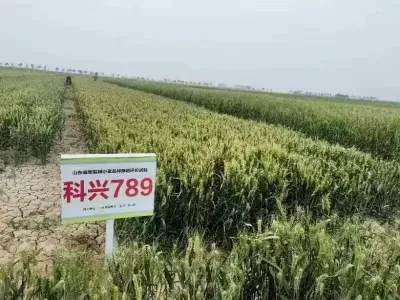科興789