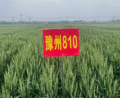 豫州810
