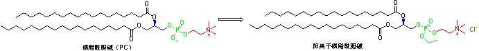 磷脂-图3.png
