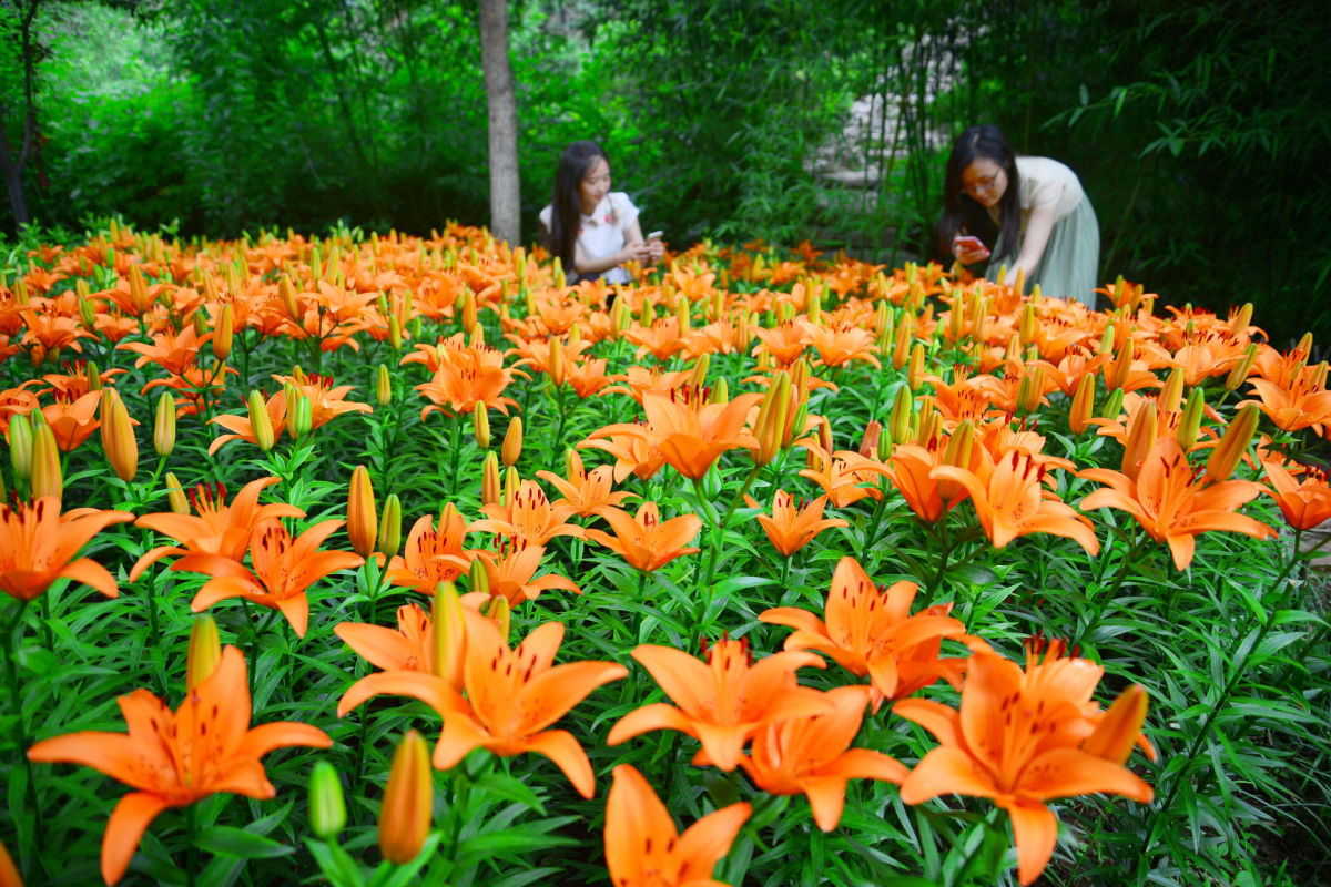 百合花节.jpg