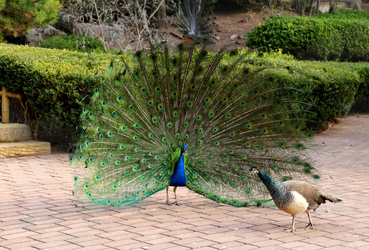 8885fb5463b76cb40d51dfc232110690_720