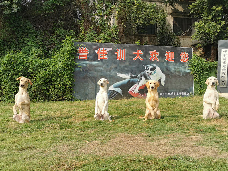 专业的训犬团队